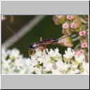 Lissonota fundator - Schlupfwespe w01b 8mm OS-Hellern Wiese det06.jpg